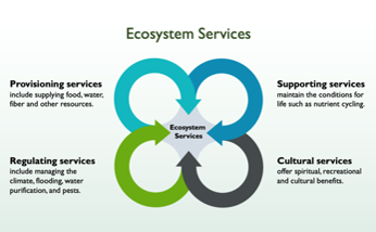 This sustainability simulation game teaches about ecosystems.