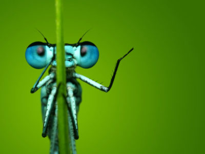 Blue Dragonfly in nature.