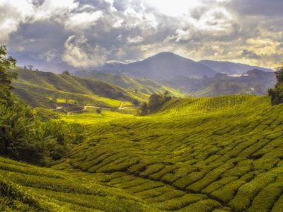 Pineapple plantation