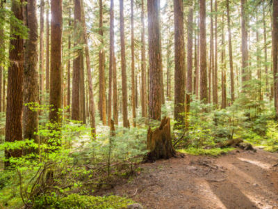 forest with sunshine