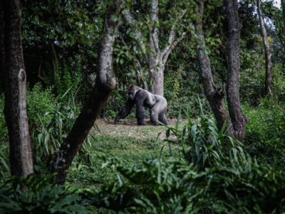 ecotourism, great ape in forest