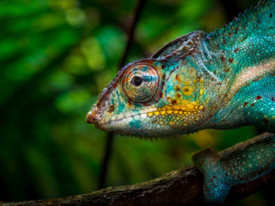 chameleon in nature