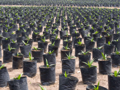 palm oil seedlings