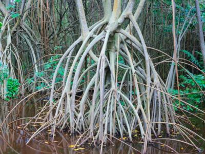 Mangrove shoreline